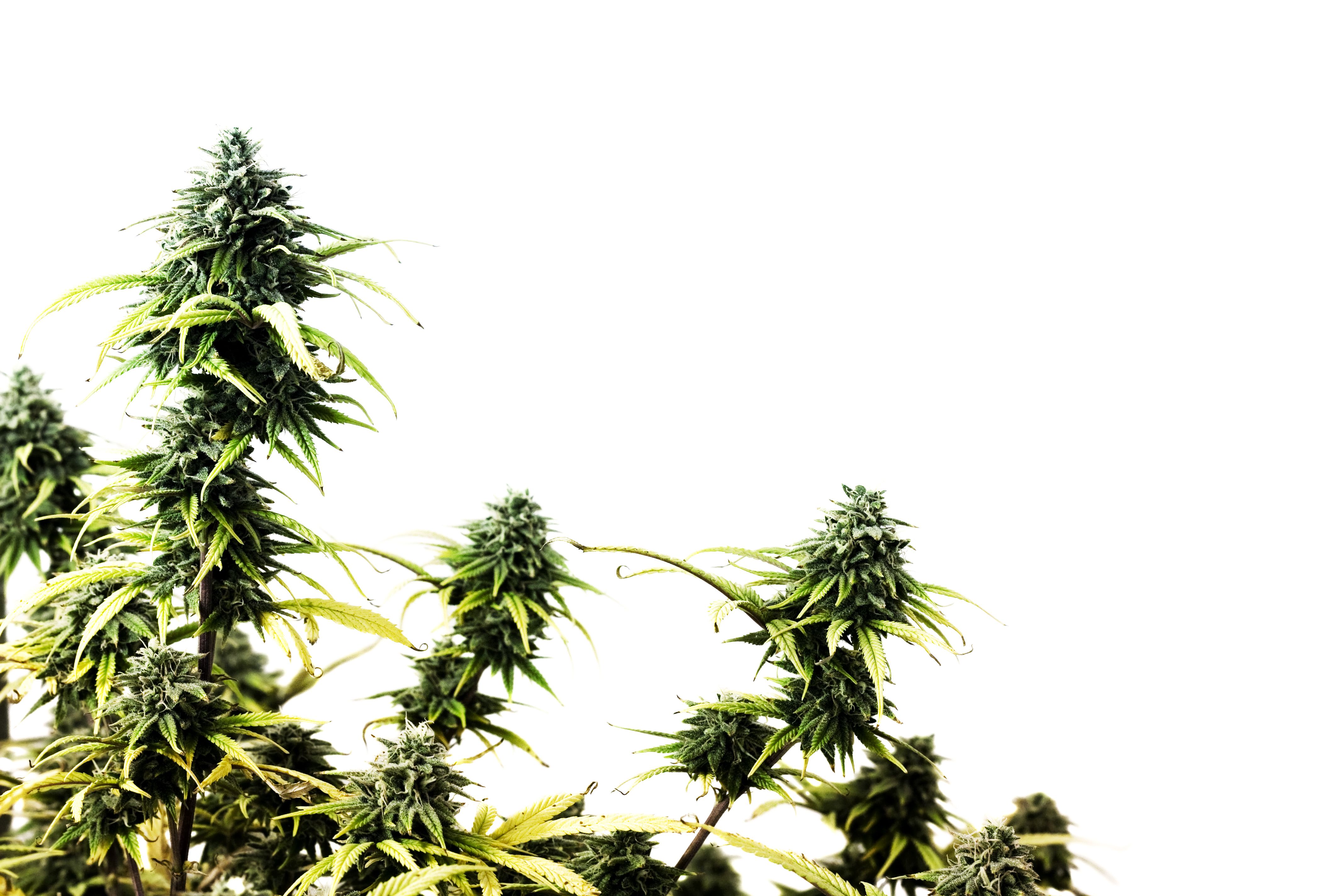 The 4 Types of Marijuana