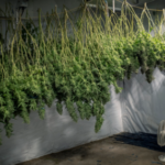 drying weed new zealand