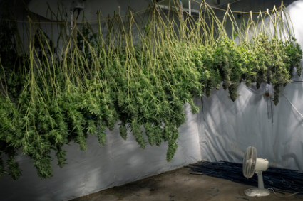 Various Methods for Drying and Curing Weeds