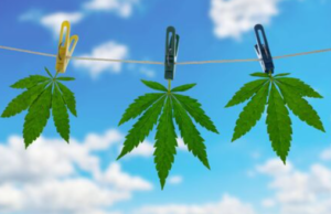 air drying cannabis nz