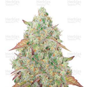 picture of grandmommy purple strain seeds