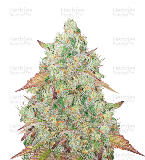 WEED SEEDS NZ GRANDMOMMY PURPLE SEEDS