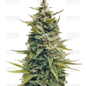 G13 Haze regular seeds (Barney's Farm)