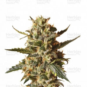 Bubblegum XL feminised seeds