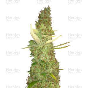 Purple Haze feminised seeds