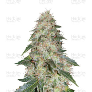 White Widow feminised seeds