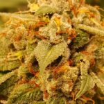 legalities of weed seeds in Australia