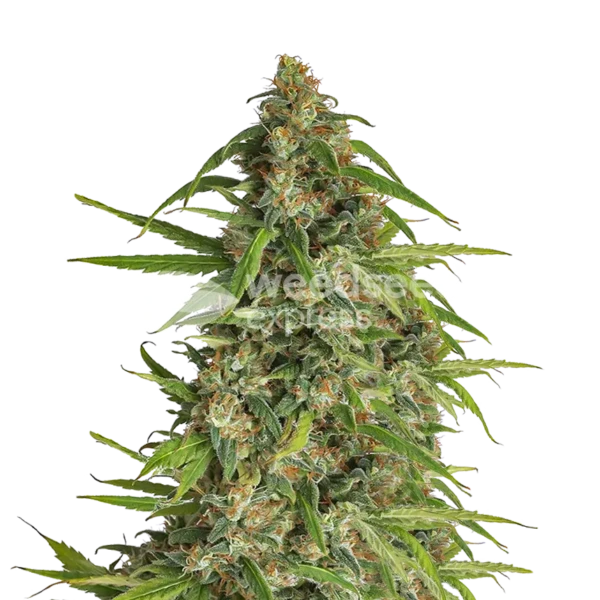 Runtz - Weed Seeds NZ